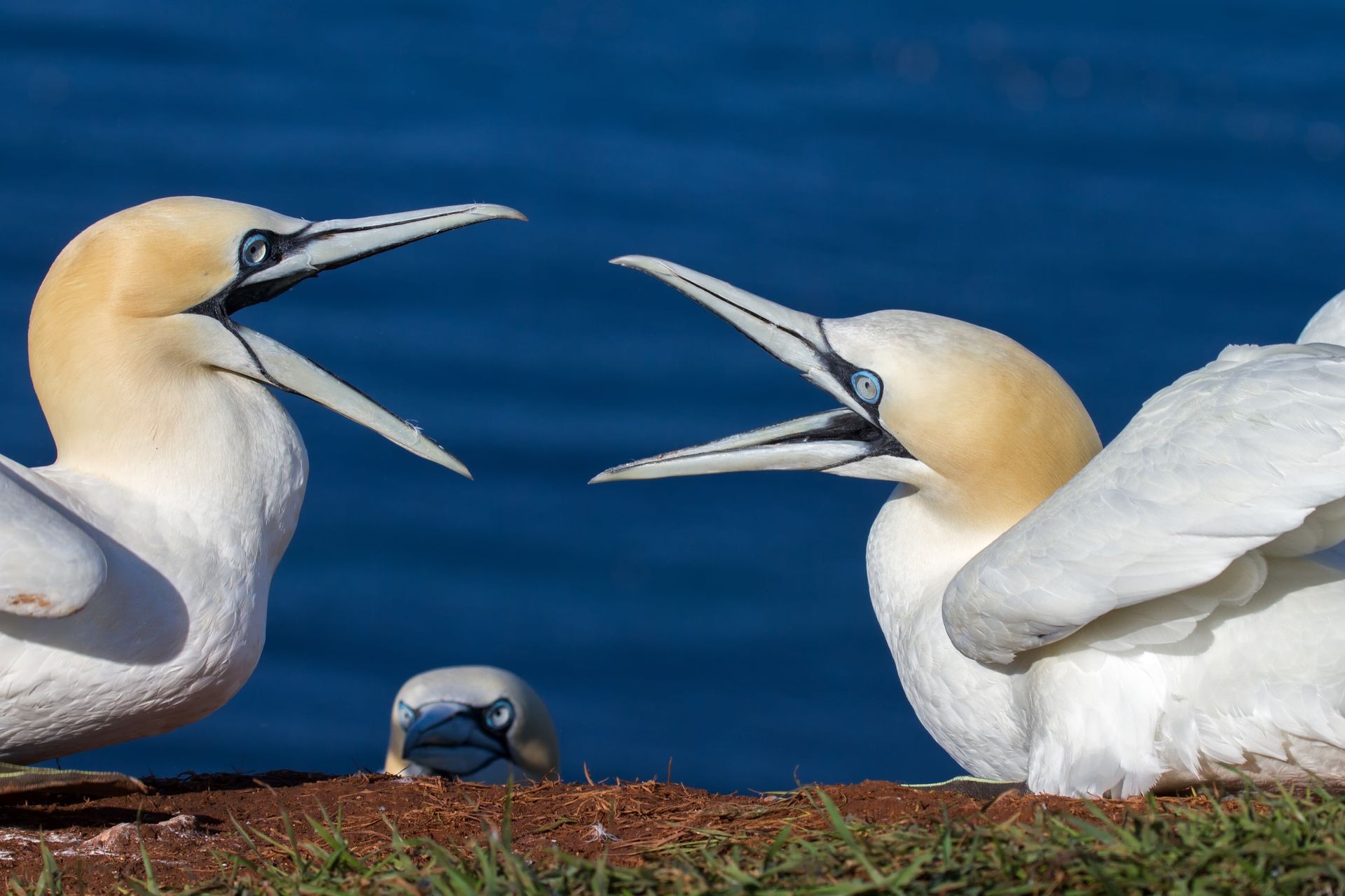 Northern Gannet in dispute and a funny observer
